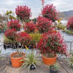 Červienka Fraserova (Photinia fraseri) ´RED ROBIN´ - výška 160-180 cm, kont. C90L PON PON EXEMPLÁR 